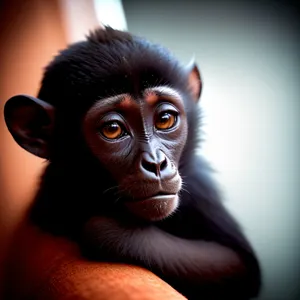 Primate Family Portrait: Chimpanzee, Orangutan, and Gorilla