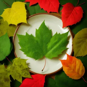 Vibrant Autumn Maple Leaf in Garden