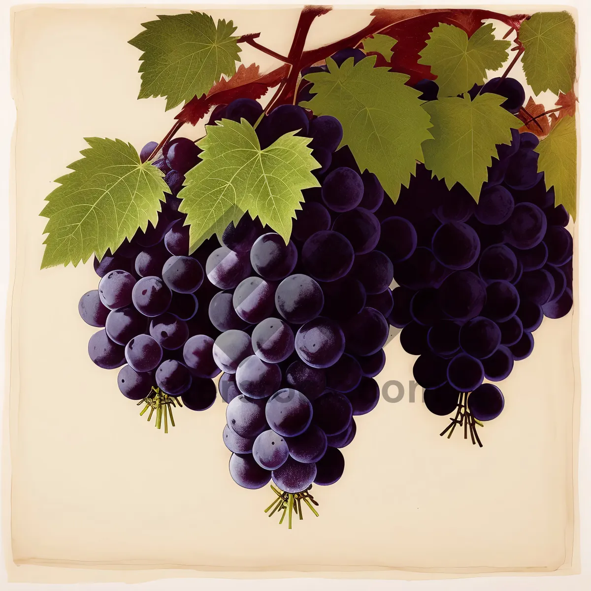 Picture of Autumn Harvest: Fresh and Juicy Concord Grapes from Organic Vineyard