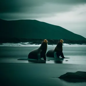 Serenity by the Shore: Sunset Seal Splendor