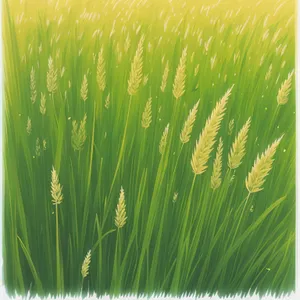 Vibrant Wheat Field in Summer