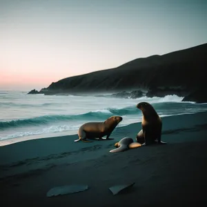 Sea Lion Resting on Rocky Shoreline