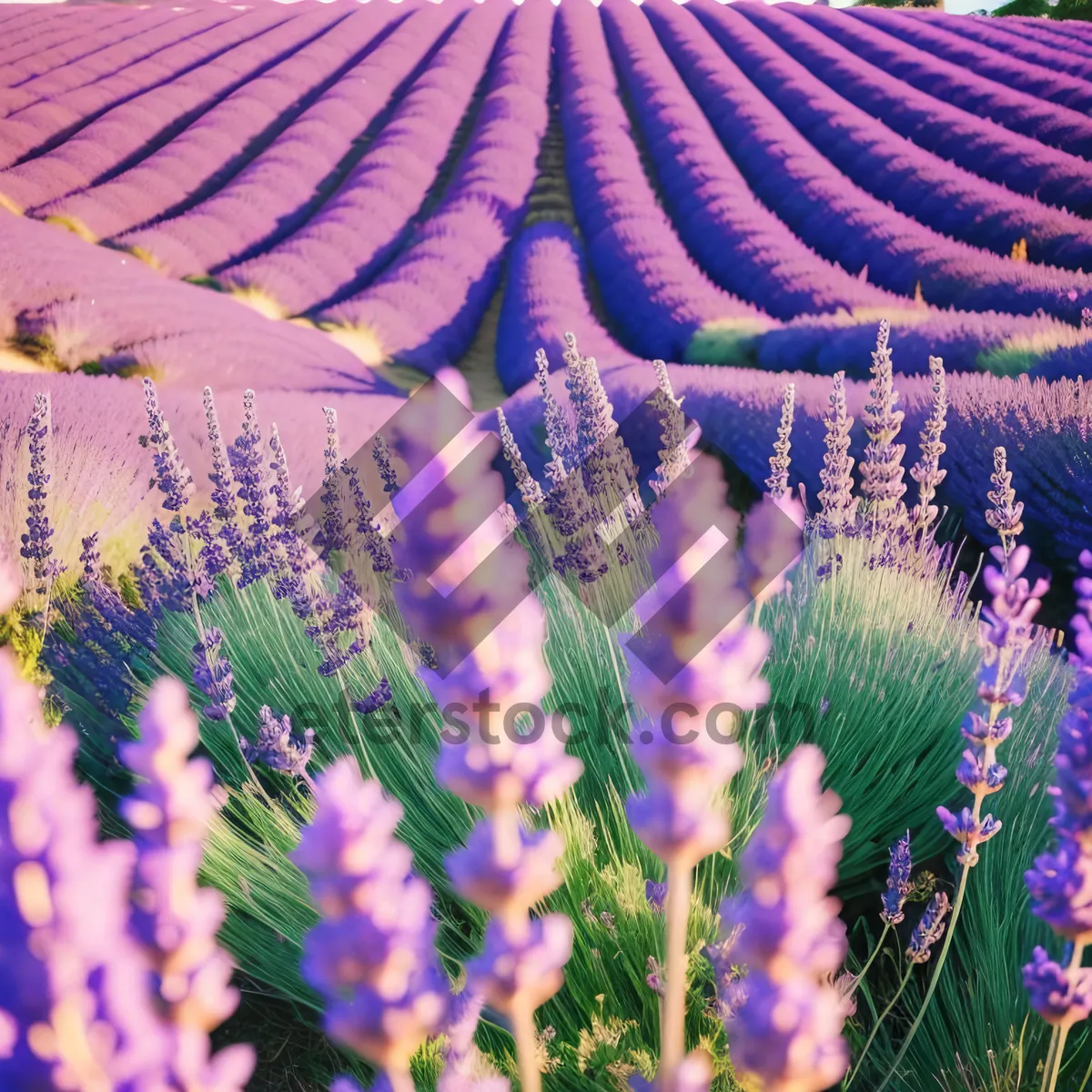 Picture of Colorful Lavender Flowers in Rural Meadow