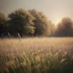 Golden Wheat Field Under Sunny Sky