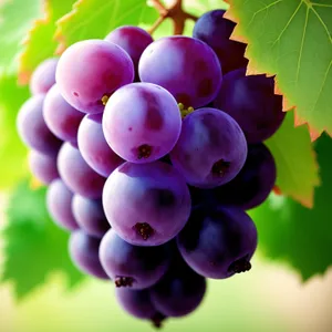 Vibrant Harvest: Juicy Purple Grapes in a Vineyard