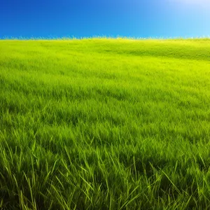 Golden Harvest - Rustic Fields and Serene Skies