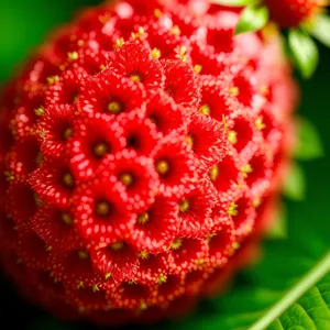 Ripe Strawberry on Arbutus Shrub - Fresh and Juicy