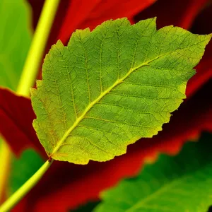 Fresh Rhubarb Leaves Closeup: Organic Garden Herb