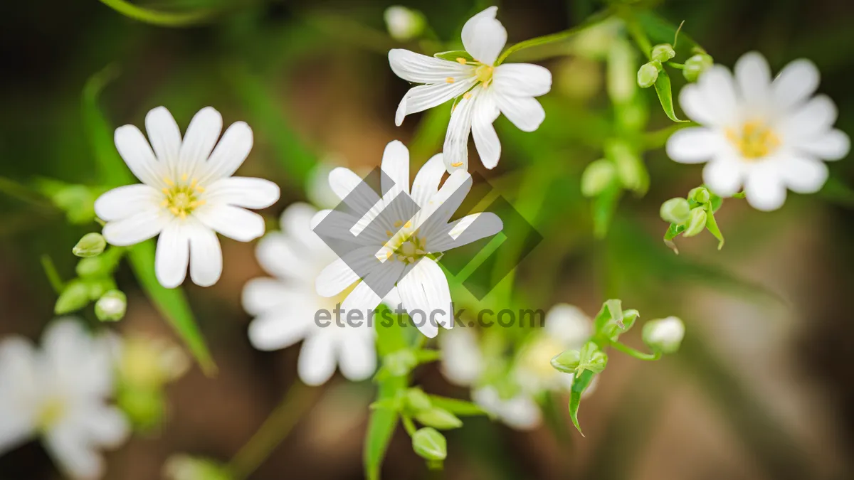 Picture of Yellow Chamomile Flower Closeup in Meadow