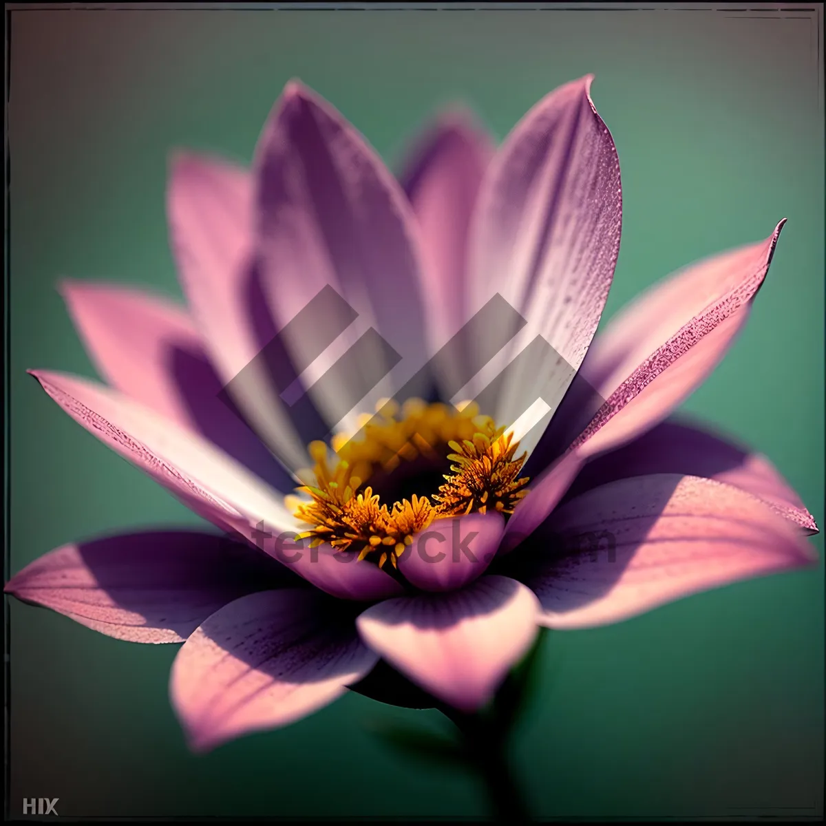 Picture of Vibrant Daisy Bloom in a Colorful Garden