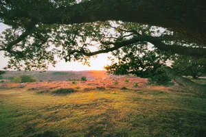 Autumn Park Sky Landscape Trees Scenic Meadow Grass Scene