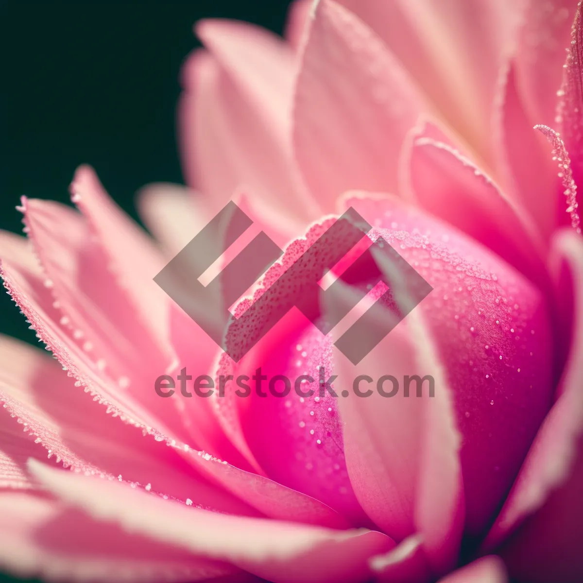 Picture of Pink Blossoming Cactus - Stunning Flora in Full Bloom