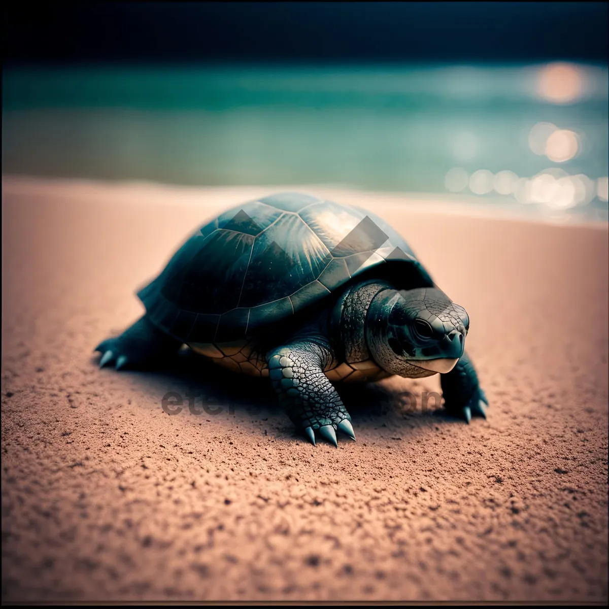 Picture of Slow and steady sea turtle in its protective shell