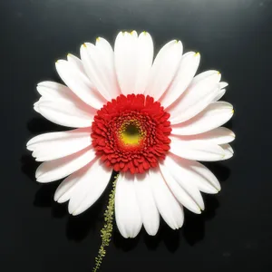 Close-up of Bright Yellow Daisy Flower Petals