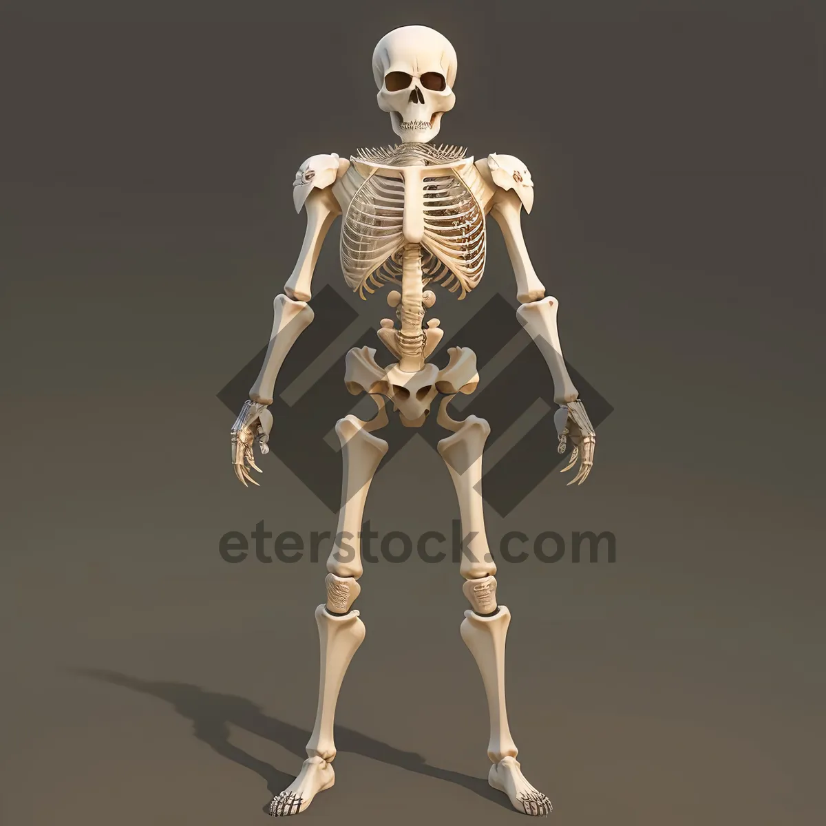 Picture of Anatomical 3D Render of Male Torso with Skeleton