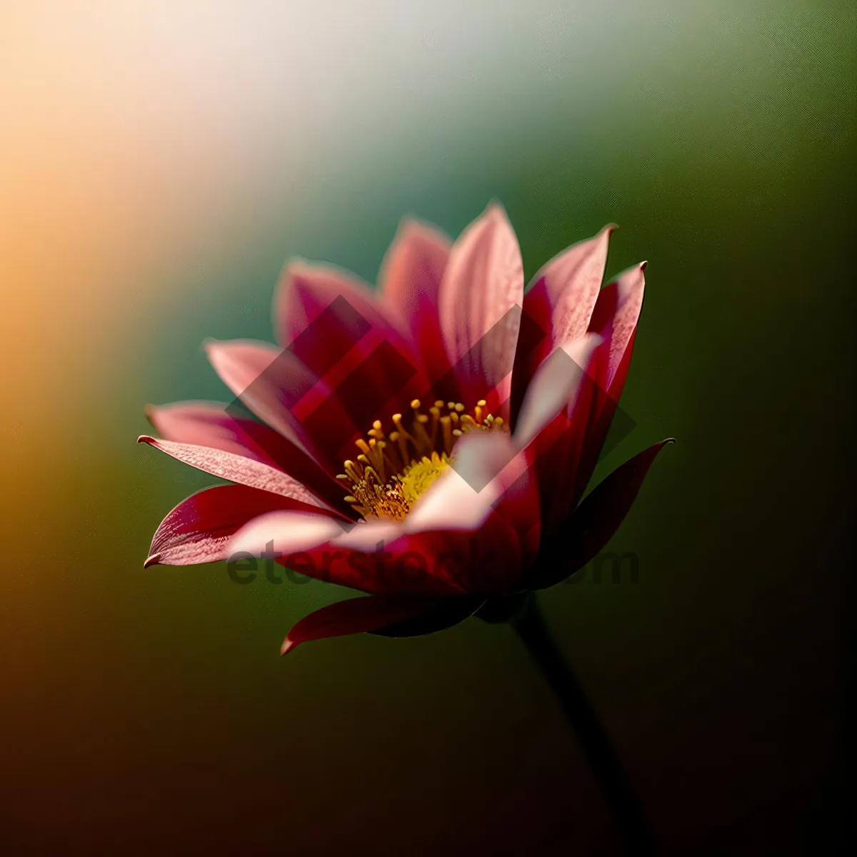 Picture of Pink Daisy Blossom: Vibrant Flora in Full Bloom