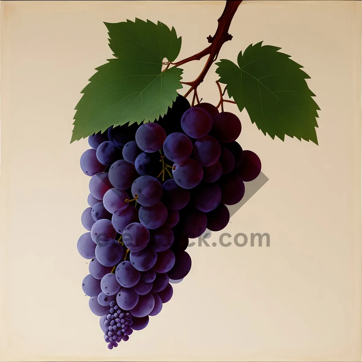 Picture of Fresh and Juicy Autumn Harvest Grapes.