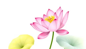 Colorful Floral Symbols in Spring Blossom