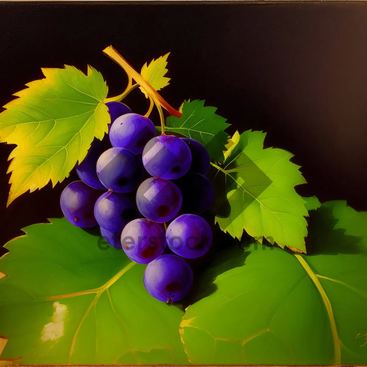 Picture of Colorful Autumn Harvest: Juicy Purple Grapes in the Vineyard