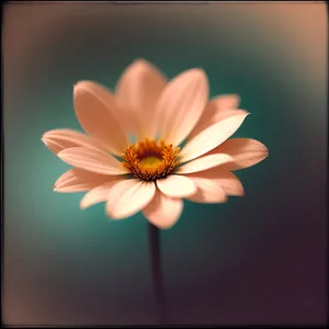 Vibrant Daisy Blossom in Summer Garden