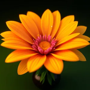 Vibrant Sunflower Blossom in Botanical Garden