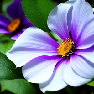 Bright Blooming Purple Crocus, Viola Flower