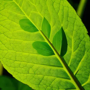 Vibrant Summer Green Leaves in Closeup