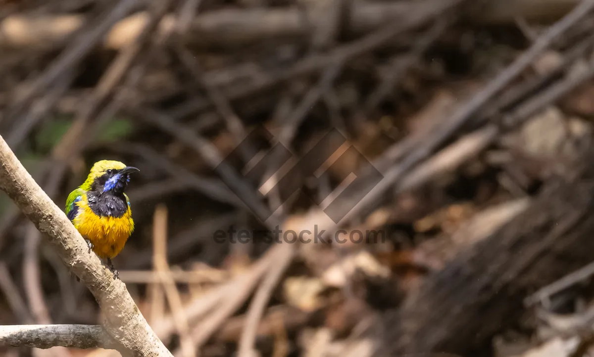 Picture of Wild Bird with Red Breast and Wing Feathers