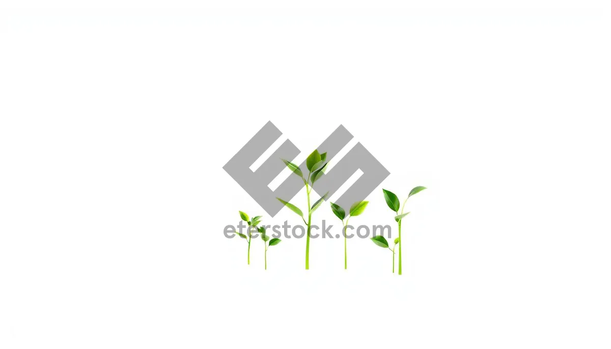 Picture of Natural floral tree icon with spring leaves growth.