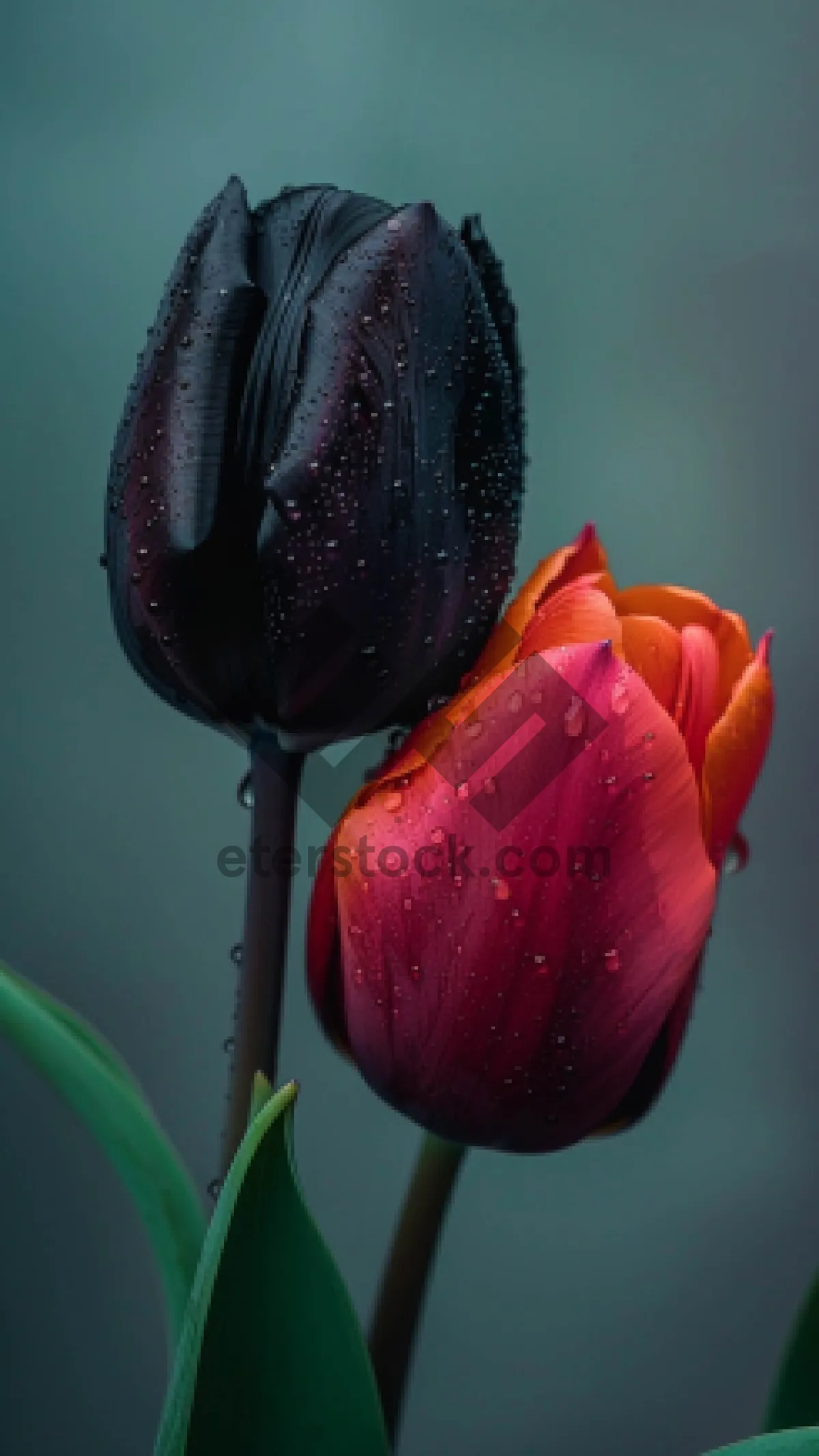 Picture of Colorful Tulip Bouquet in Bloom for Valentine's Day