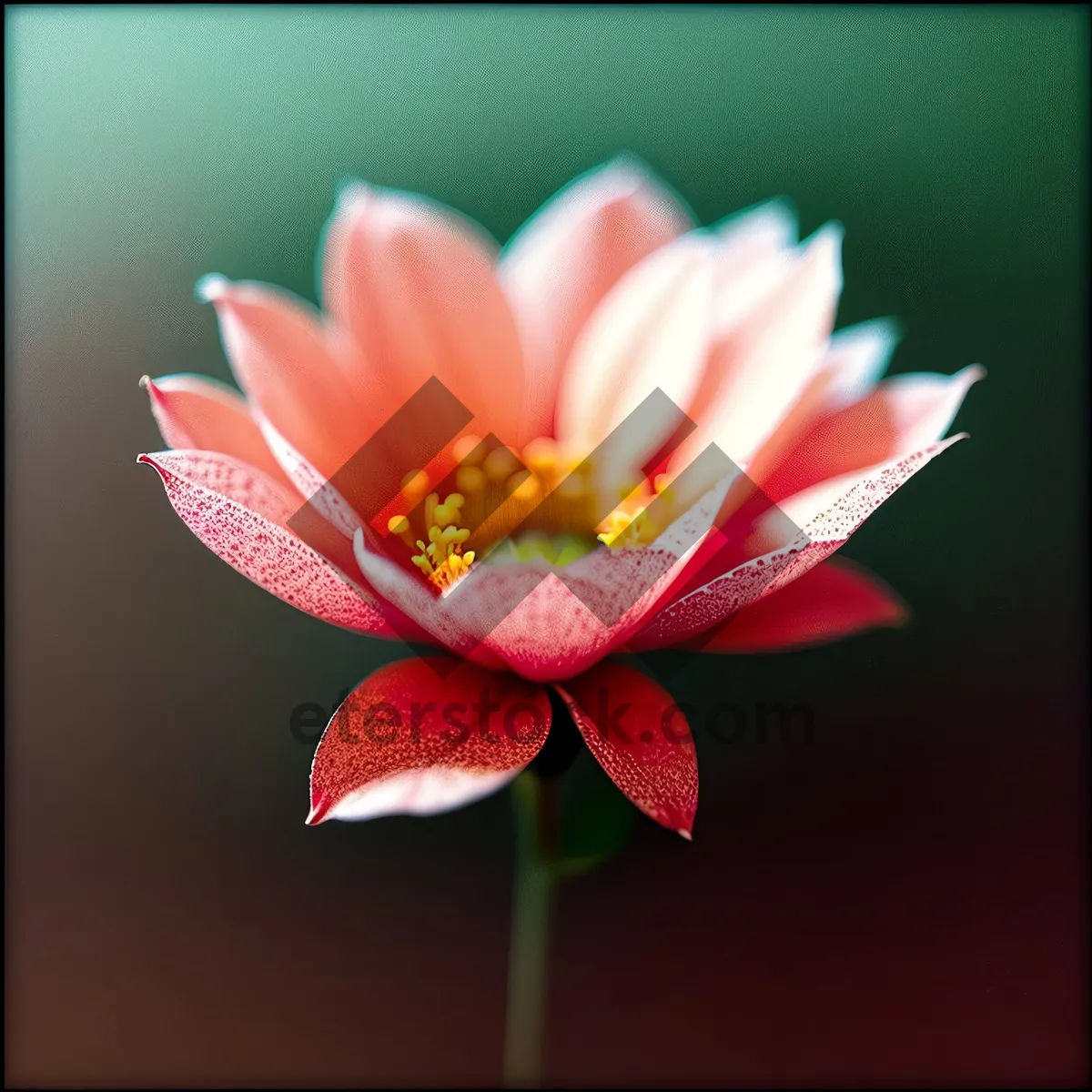 Picture of Pink Lotus Blossom in Garden Pond