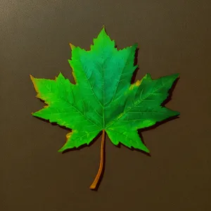 Vibrant Autumn Maple Leaf in Forest