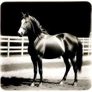 Majestic Thoroughbred Stallion in Rural Meadow.