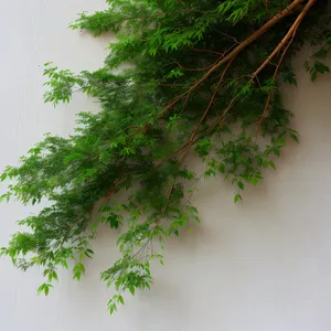 Evergreen Forest with Pine and Fir Trees