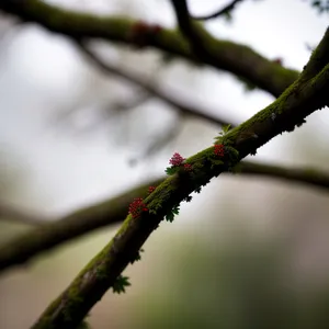 Blooming Spring Garden with Walking Stick Insect