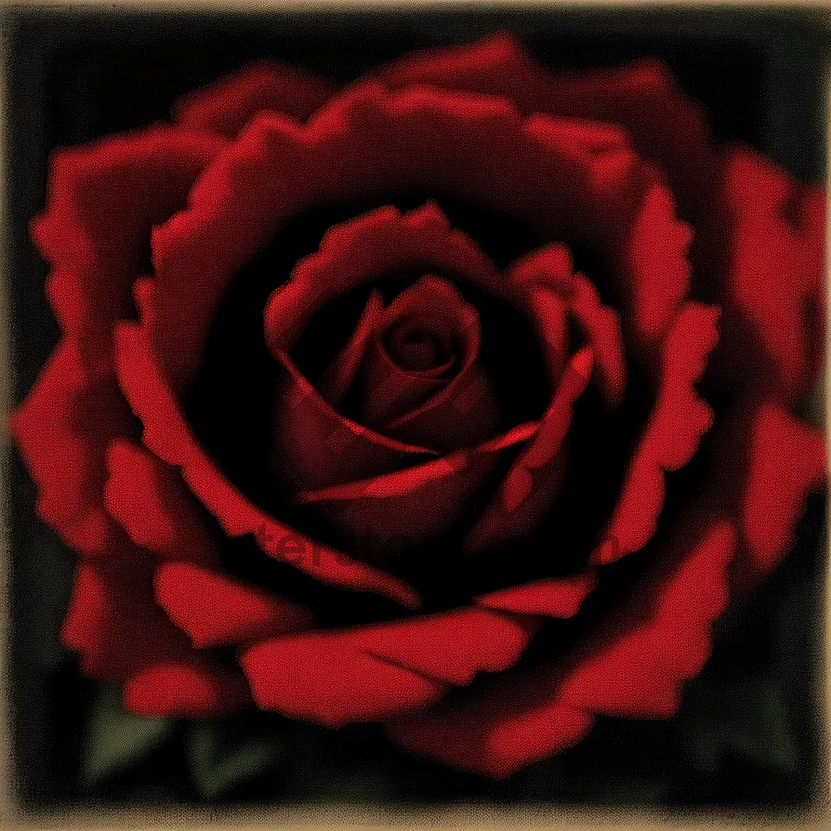 Picture of Romantic Rose Bouquet for Valentine's Day Engagement