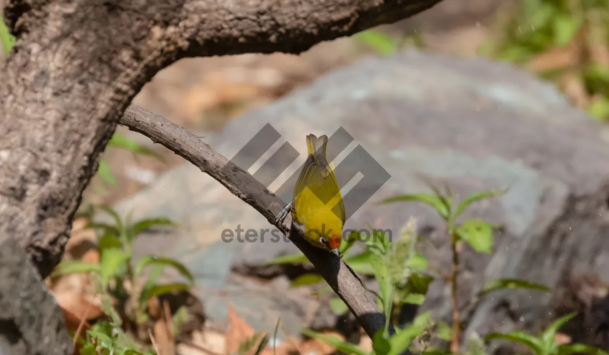 Picture of Colorful toucan perched on yellow branch with bird.