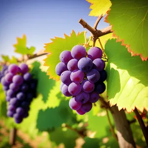 Fresh, Juicy Purple Grapes in Vineyard
