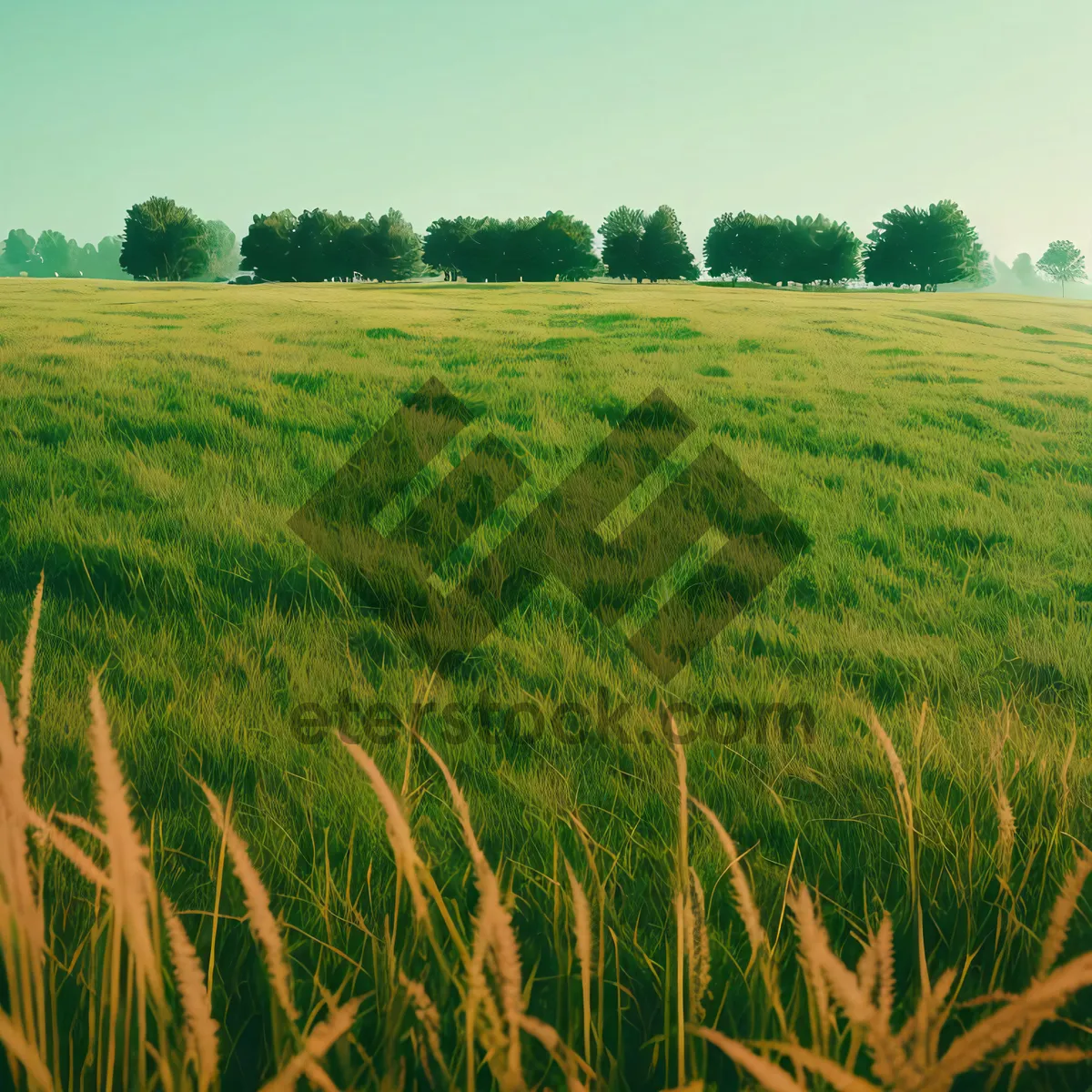 Picture of Golden Harvest: Serene Summer Landscape with Wheat Fields and Clear Sky