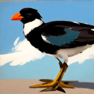 Majestic Magpie Soaring By the Shore