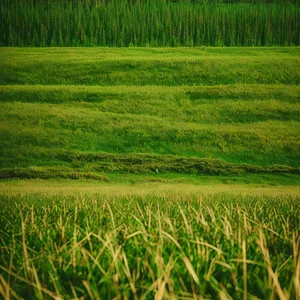 Golden Harvest: Serene Countryside Landscape with Wheat Fields