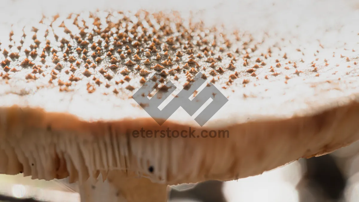 Picture of Delicious chocolate cake with cappuccino coffee