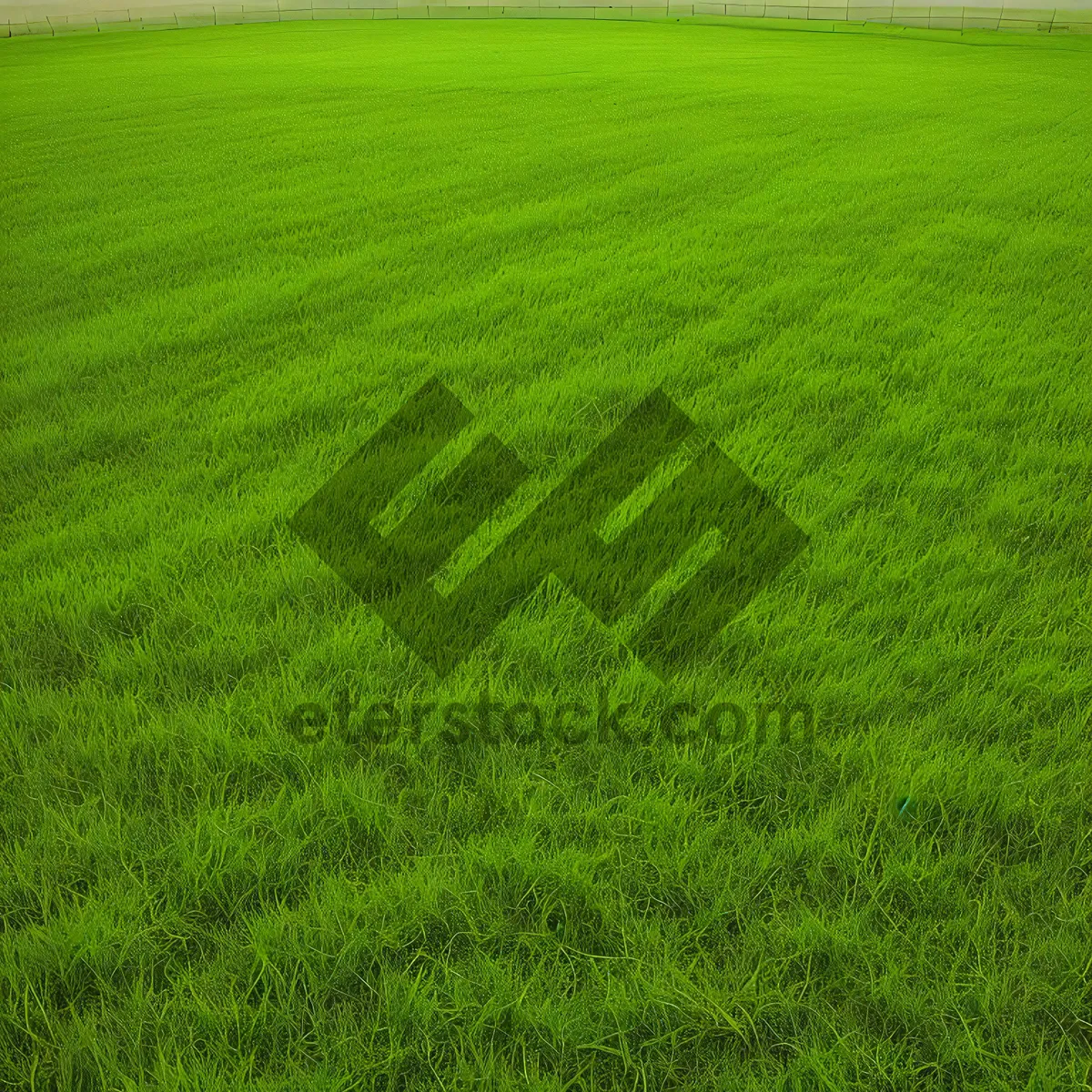 Picture of Vibrant Summer Meadow in full Bloom