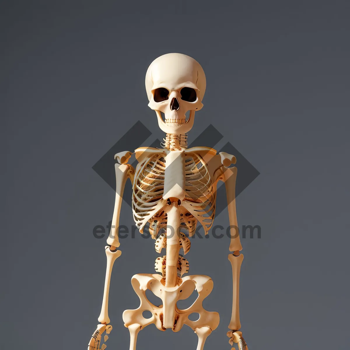 Picture of 3D Human Skeleton Figure - Anatomical X-Ray Pose"
Note: It is important to note that this descriptive name is solely based on the provided tags and does not include additional information or context.