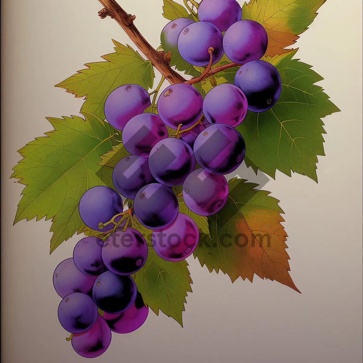 Picture of Juicy Autumn Harvest: Vibrant Purple Grapes on Vine