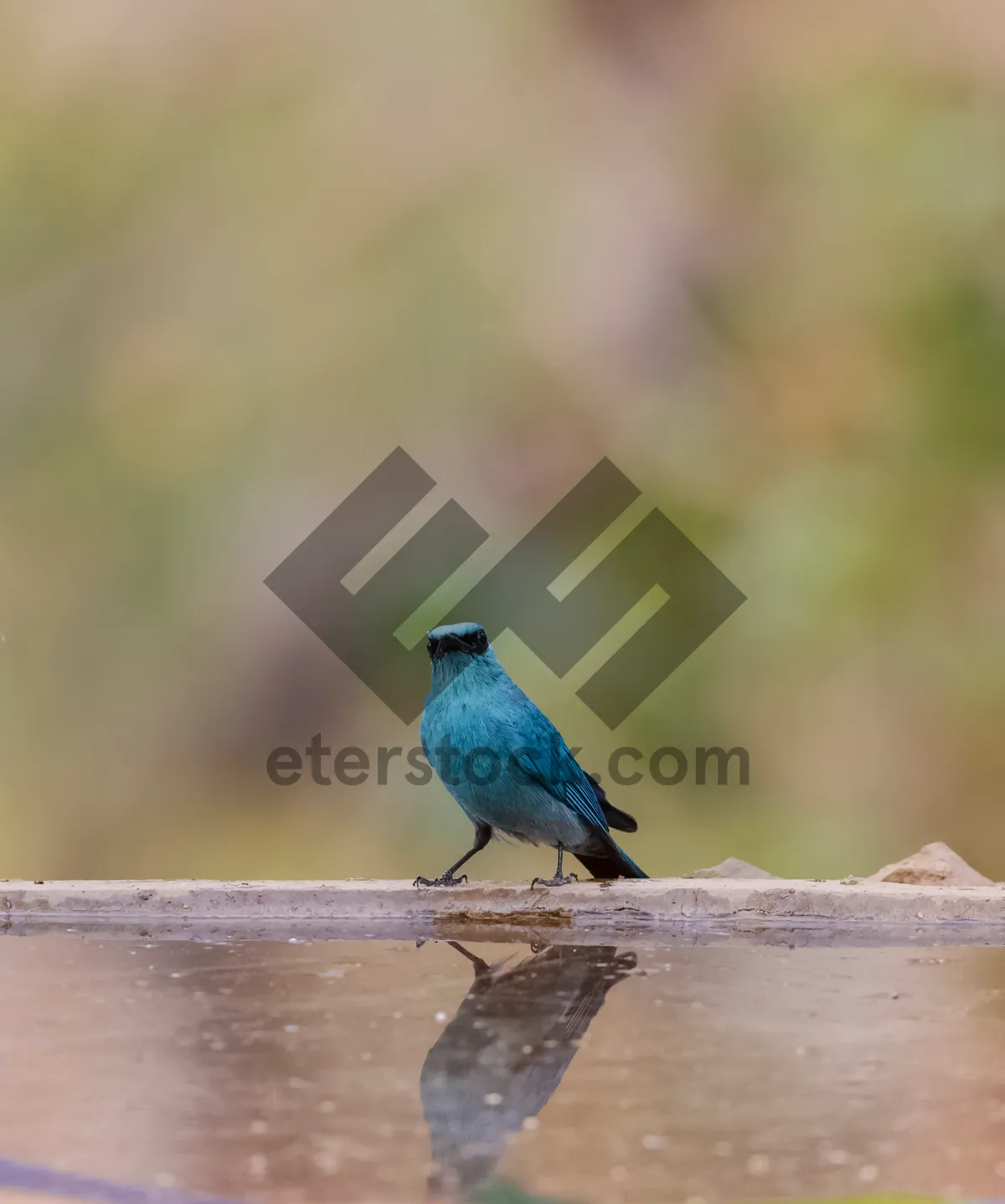 Picture of Indigo bunting bird perched on tree branch.