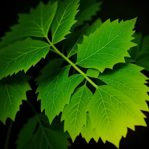 Maple Leaf in Lush Green Forest