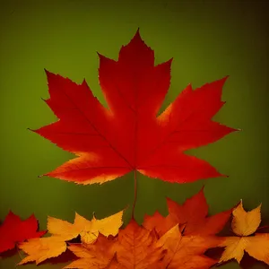 Autumn Maple Leaves - Vibrant Foliage in Golden Brown