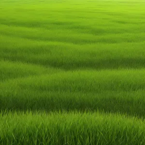 Golden Harvest: Flourishing Wheat Field in Summers