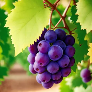 Autumn Harvest: Juicy, ripe grapes from the vineyard